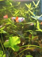 Mickey Mouse platy vissen te koop super gezond goed verzorgd, Dieren en Toebehoren, Vis