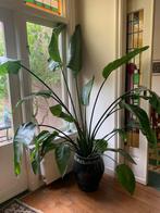 Strelitzia Nicolai, Huis en Inrichting, Kamerplanten, Ophalen, 200 cm of meer, Overige soorten, Halfschaduw