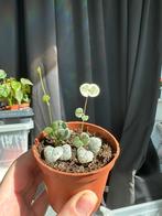 Ceropegia Woodii Variegata, Huis en Inrichting, Kamerplanten, Overige soorten, Minder dan 100 cm, Ophalen of Verzenden, Halfschaduw