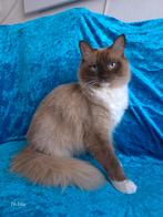 Herplaatser Ragdoll poes Choc Sepia mitted, Dieren en Toebehoren, Katten en Kittens | Raskatten | Langhaar, Poes, Gechipt, 0 tot 2 jaar