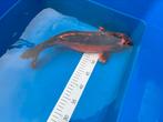 Oranje/zwarte Ghost Koi Karper te koop, Karper of Koi