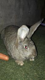 Vlaamse reus, Dieren en Toebehoren, Mannelijk, Groot, 0 tot 2 jaar