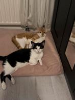 Kittens, Kater