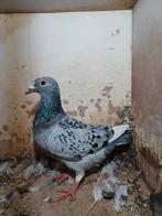 Kras witpen postduif uit 2025, Dieren en Toebehoren, Vogels | Duiven, Mannelijk, Postduif