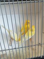 Diverse gele kanaries, Dieren en Toebehoren, Meerdere dieren, Kleurkanarie