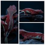 Red phantom wimpergekko man, Dieren en Toebehoren, Reptielen en Amfibieën, Hagedis