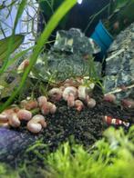 Posthoornslak, Dieren en Toebehoren, Vissen | Aquariumvissen