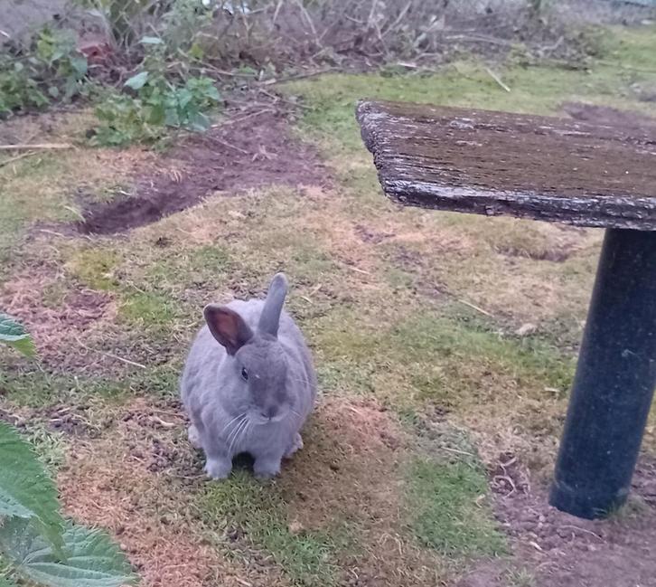 3 mooie konijnen, Dieren en Toebehoren, Konijnen, Middelgroot, Meerdere dieren