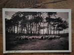 ansicht Schapen Bosrand, Ophalen of Verzenden, Voor 1920, Noord-Brabant
