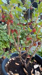 Kruisbessenplant met rijpe zoete vruchten, Ophalen, Overige soorten, 100 tot 250 cm