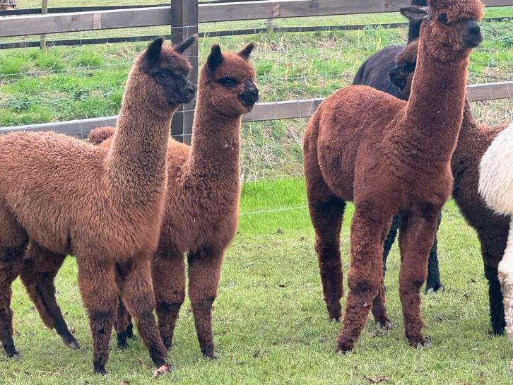 Mooie stamboek hengsten/ merries tekoop 1 jaar, Dieren en Toebehoren, Overige Dieren, Meerdere dieren, Maart