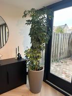 Schefflera Arboricola (Vingerplant/Parapluboom), Ophalen, 100 tot 150 cm, Overige soorten, Halfschaduw