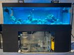 Compleet Zee Aquarium / Zoutwater Aquarium, Ophalen, Gebruikt, Gevuld zeewateraquarium