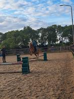 Verzorgster aangeboden/verzorg- bijrijdpaard gezocht, Ophalen of Verzenden, Nieuw