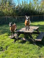 Hele lieve kleine geiten, Dieren en Toebehoren, Schapen, Geiten en Varkens, Vrouwelijk, Geit