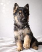 Duitse herder pups, Dieren en Toebehoren, Parvo, 8 tot 15 weken, Meerdere, Meerdere dieren