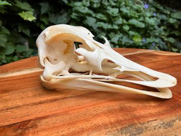 Struisvogel Schedel beschikbaar voor biedingen