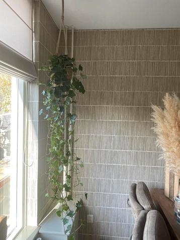 Superlange hangplant ( hedera) in leuke hangmand beschikbaar voor biedingen