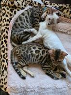 3 prachtige bengaal kittens., Poes, Gechipt