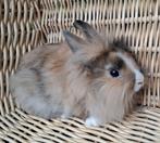 Mooie jonge dwerg konijnen, Dieren en Toebehoren, Konijnen, Meerdere dieren, Dwerg