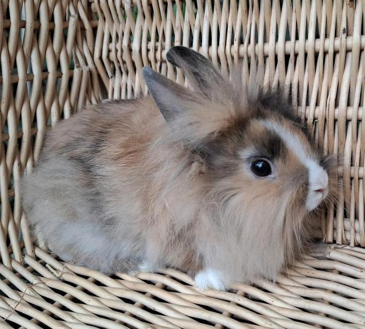 Mooie jonge dwerg konijnen, Dieren en Toebehoren, Konijnen, Dwerg, Meerdere dieren