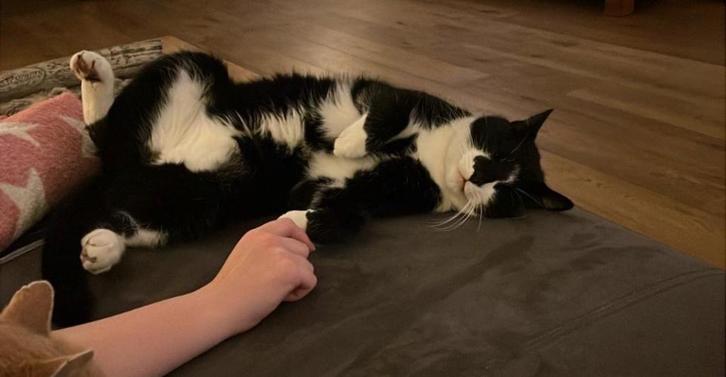 Lieve kater, Dieren en Toebehoren, Katten en Kittens | Raskatten | Korthaar, Kater, 3 tot 5 jaar, Gechipt, Ontwormd