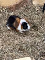 2 hele lieve beer cavia’s!, Dieren en Toebehoren, Knaagdieren, Juli, Mannelijk, Cavia