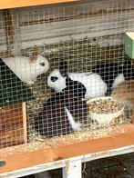 Konijnen, Dieren en Toebehoren, Konijnen, Meerdere dieren, Middelgroot, 0 tot 2 jaar