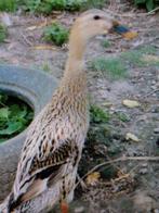 Loopeenden, Dieren en Toebehoren, Pluimvee | Toebehoren, Ophalen, Nieuw, Overige typen