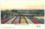 959964 Hyacintenvelden Tulpenvelden 1905 Gelopen met zegel