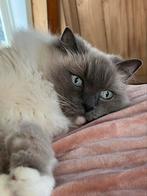 Ragdoll Djazz zoekt nieuw huis, Dieren en Toebehoren, Poes