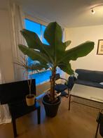 Bananenplant 150cm + pot, Huis en Inrichting, Kamerplanten, Overige soorten, Halfschaduw, Ophalen