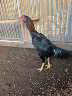 3 jonge shamo hanen, Dieren en Toebehoren, Pluimvee, Mannelijk, Eend