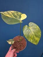 Monstera Aurea Variegata p17 (2), Huis en Inrichting, Kamerplanten, Ophalen of Verzenden, Halfschaduw, Minder dan 100 cm