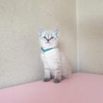 Prachtige-x-siamees/Europese korthaar, Dieren en Toebehoren, Katten en Kittens | Overige Katten, Kater, Kortharig, 0 tot 2 jaar