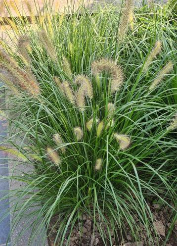 Pennisetum Alopecuriodes Hameln Lampenpoetsersgras.  beschikbaar voor biedingen