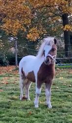 Prachtig NMPRS minipaardje. Geweldig voor kids!, Dieren en Toebehoren, Pony's, Hengst, Niet van toepassing, Gechipt, 0 tot 2 jaar