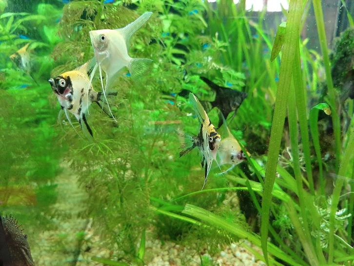 Maanvisjes - diverse kleuren, Dieren en Toebehoren, Vissen | Aquariumvissen, Zoetwatervis, Vis