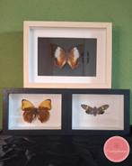 Aanbieding – 3 vlinders in aparte lijsten met plexiglas, Ophalen of Verzenden, Zo goed als nieuw, Insect, Opgezet dier