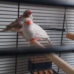 Zebravinken, Dieren en Toebehoren, Vogels | Kanaries, Meerdere dieren, Kleurkanarie