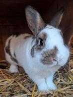 Konijn ram/mannetje lotharinger, Mannelijk, Klein, 0 tot 2 jaar