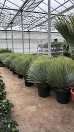 Yucca rostrata  pot 46cm 120cm Totaalhoogte winterhard, Tuin en Terras, Planten | Bomen, Ophalen of Verzenden