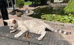 Bengaal Silver/Snow kittens beschikbaar €850; met stamboom, Meerdere dieren, Met stamboom