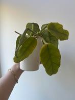 Hoya Globulosa, Ophalen of Verzenden, Overige soorten, Minder dan 100 cm