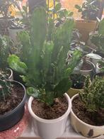Cactus plant met pot €12, Ophalen, Cactus, Volle zon, Minder dan 100 cm