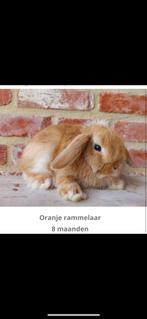Mooie oranje nhd ram, Dieren en Toebehoren, Konijnen, Mannelijk, Dwerg, 0 tot 2 jaar