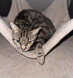 Spoed Lieve poes zoekt nieuw huisje, Poes, 0 tot 2 jaar