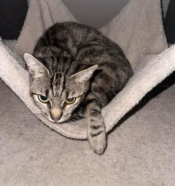 Lieve poes zoekt nieuw huisje beschikbaar voor biedingen