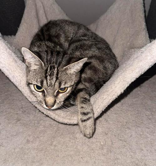 Spoed Lieve poes zoekt nieuw huisje, Dieren en Toebehoren, Katten en Kittens | Overige Katten, Poes, 0 tot 2 jaar
