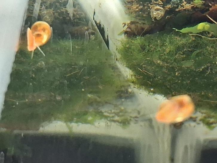 Posthoornslakken, Dieren en Toebehoren, Vissen | Vijvervissen